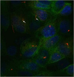 MilliporeSigma Mouse anti-acetyl-alpha tubulin, Clone: 6-11B-1, 200&mu;g:Antibodies,